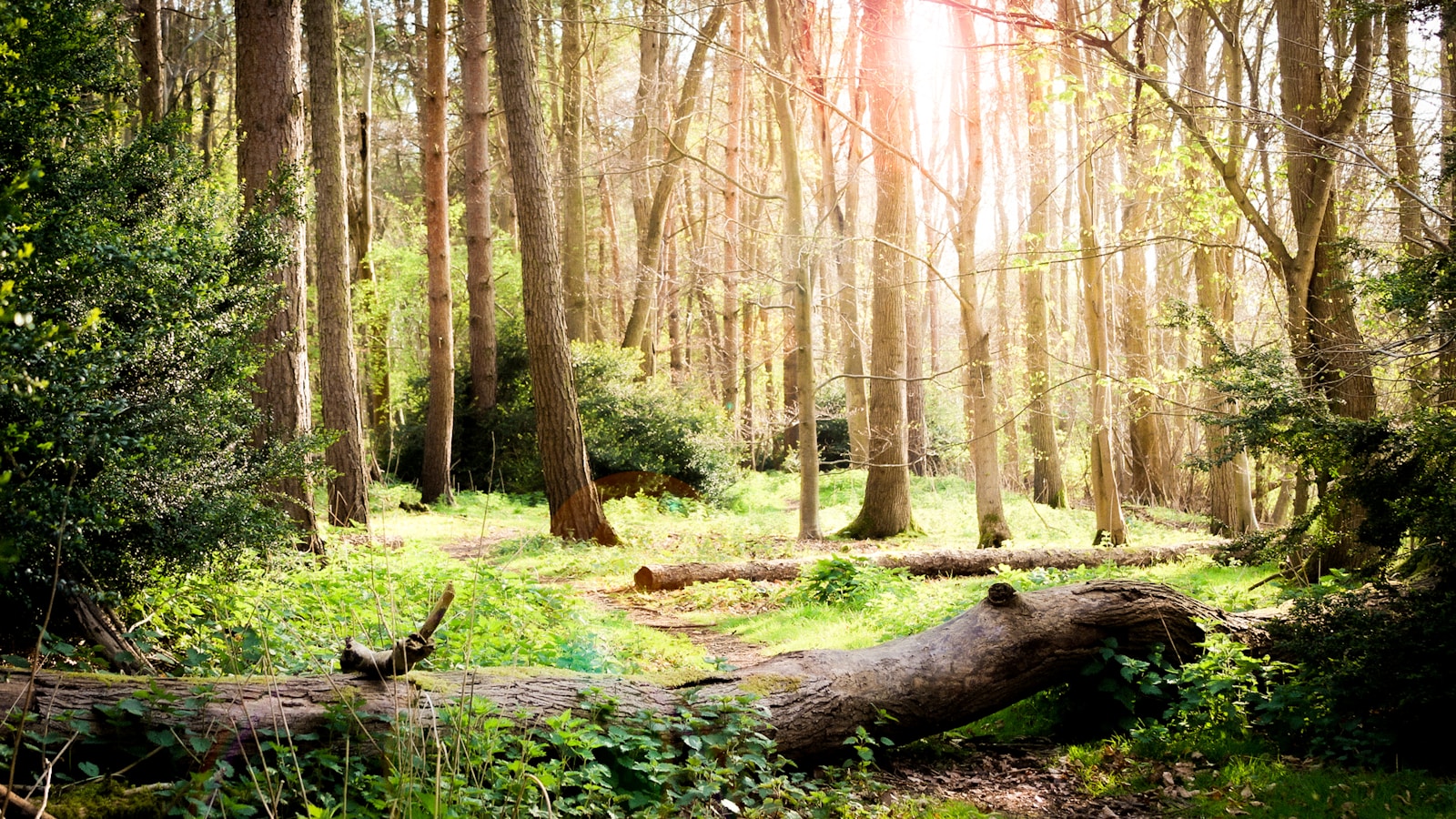 brown trees on forest during daytime