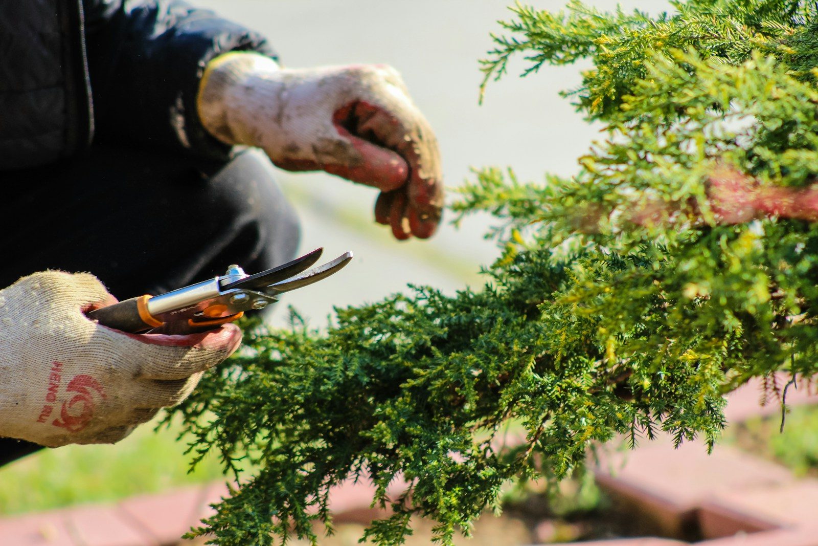 A person wearing work gloves pruning a green juniper bush with hand shears